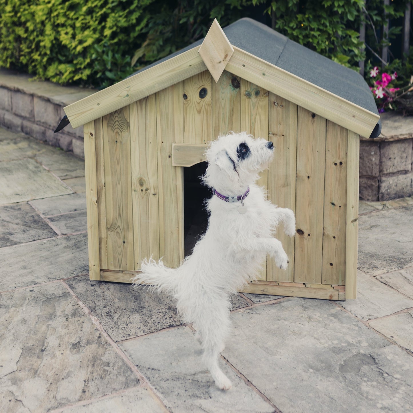 Apex Dog Kennel